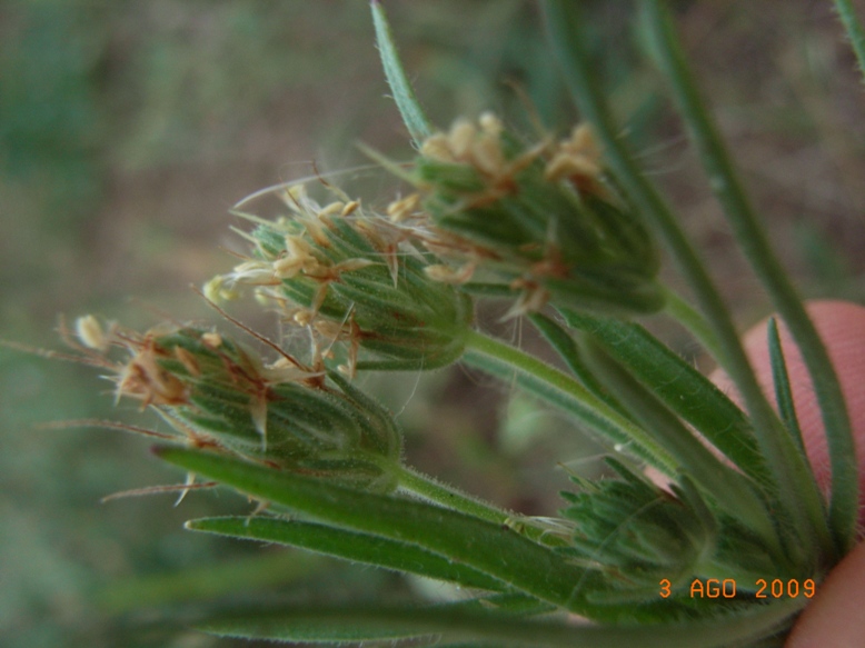 Plantago afra / Piantaggine pulicaria